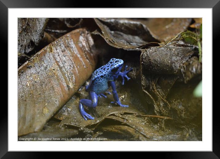 Blue poisonous dart frog Framed Mounted Print by Jacqueline Jones