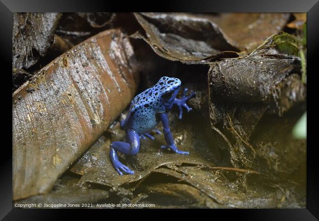 Blue poisonous dart frog Framed Print by Jacqueline Jones