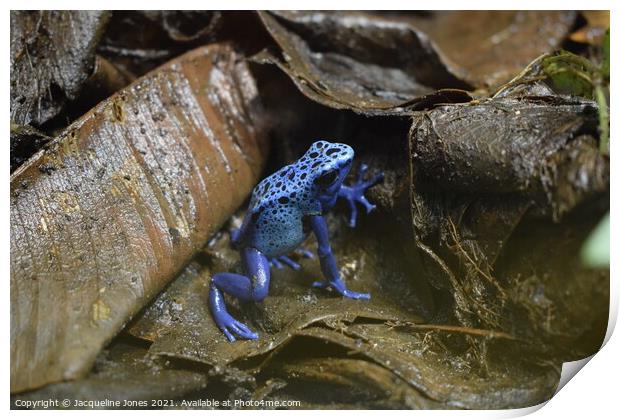 Blue poisonous dart frog Print by Jacqueline Jones