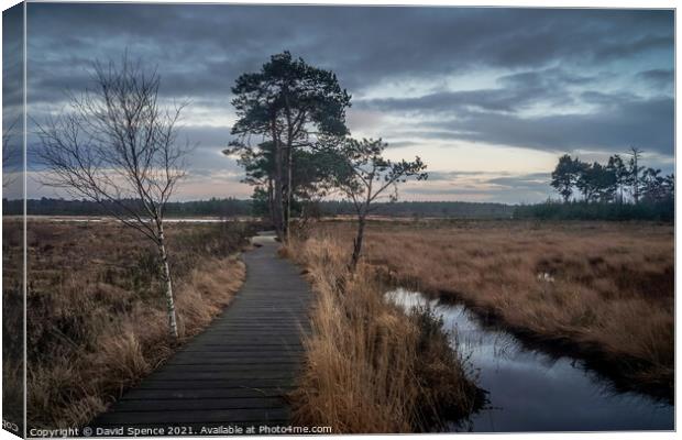 Thursley Forest Guildford  Canvas Print by David Spence