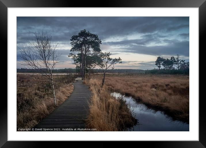 Thursley Forest Guildford  Framed Mounted Print by David Spence