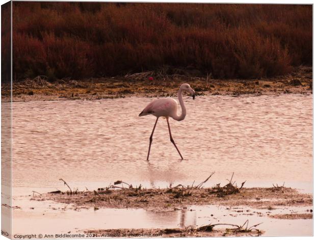 Wild Flamingo stalking a pond in the south of France Canvas Print by Ann Biddlecombe