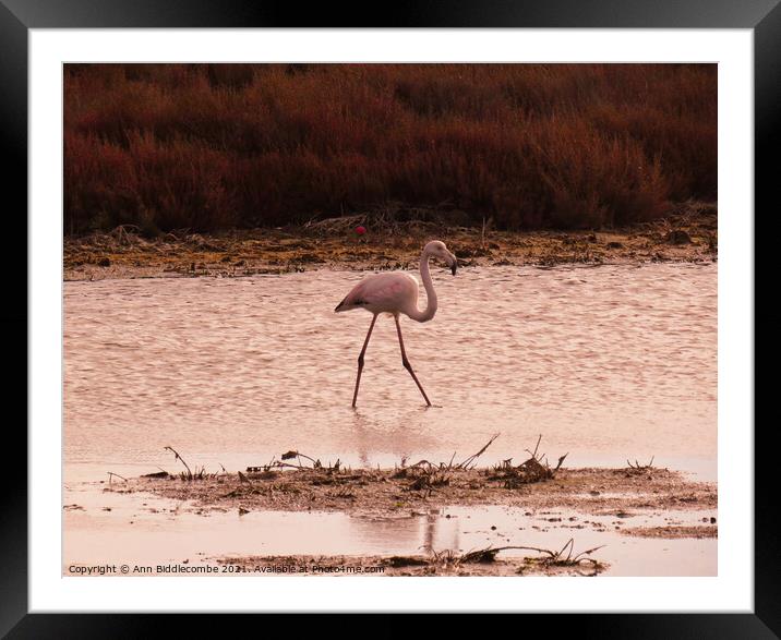 Wild Flamingo stalking a pond in the south of France Framed Mounted Print by Ann Biddlecombe