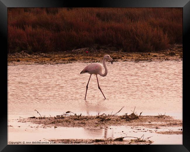 Wild Flamingo stalking a pond in the south of France Framed Print by Ann Biddlecombe