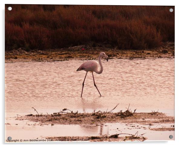 Wild Flamingo stalking a pond in the south of France Acrylic by Ann Biddlecombe