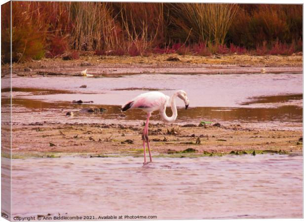 Wild Flamingo standing in a pond in the south of F Canvas Print by Ann Biddlecombe