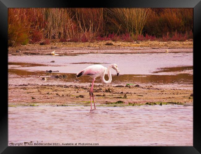 Wild Flamingo standing in a pond in the south of F Framed Print by Ann Biddlecombe