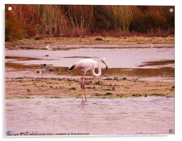 Wild Flamingo standing in a pond in the south of F Acrylic by Ann Biddlecombe