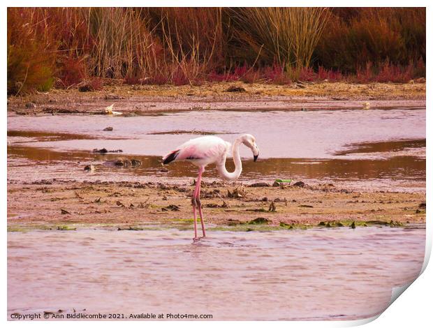 Wild Flamingo standing in a pond in the south of F Print by Ann Biddlecombe