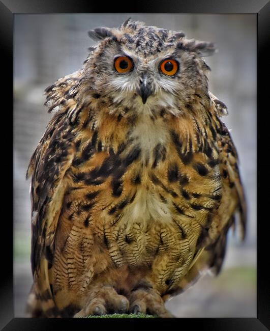Eagle Owl Framed Print by Scott Anderson