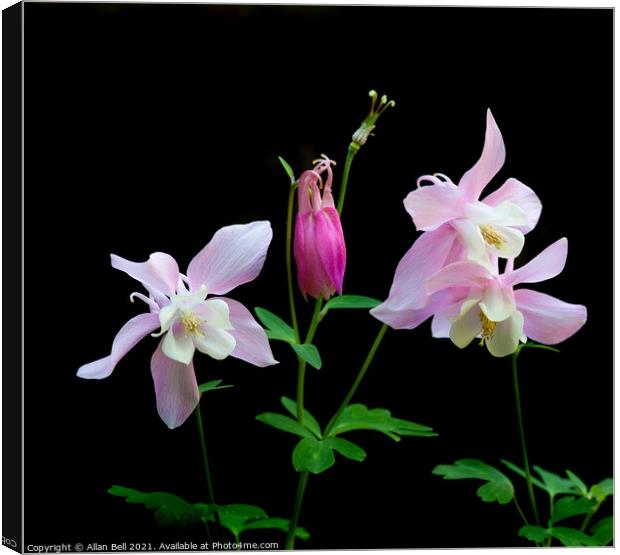 Pink Aquilegia Canvas Print by Allan Bell