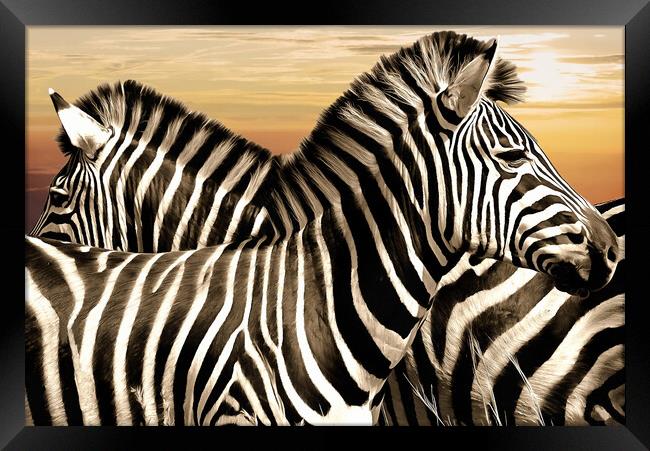 Zebra at rest Framed Print by David Mccandlish