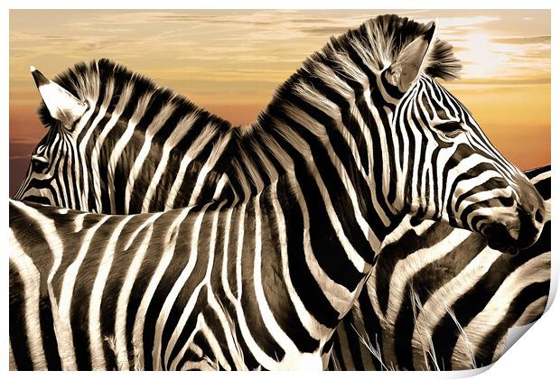 Zebra at rest Print by David Mccandlish