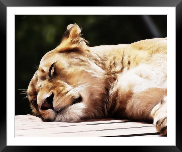 Sleeping Lioness Framed Mounted Print by Sam Smith