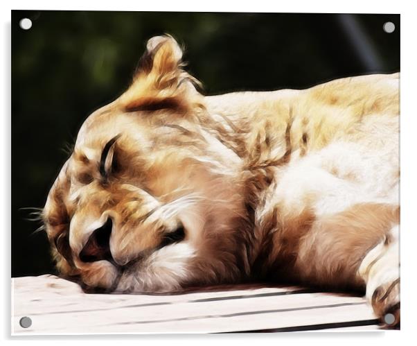 Sleeping Lioness Acrylic by Sam Smith