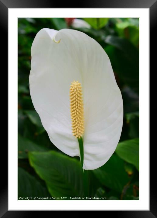 Peace lily Framed Mounted Print by Jacqueline Jones