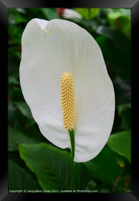 Peace lily Framed Print by Jacqueline Jones