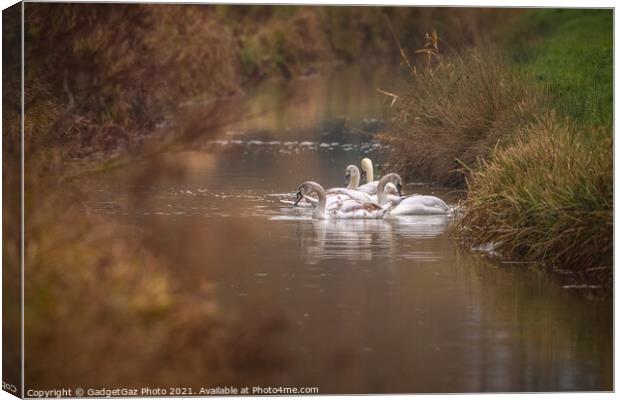 Swan family along the riverside Canvas Print by GadgetGaz Photo