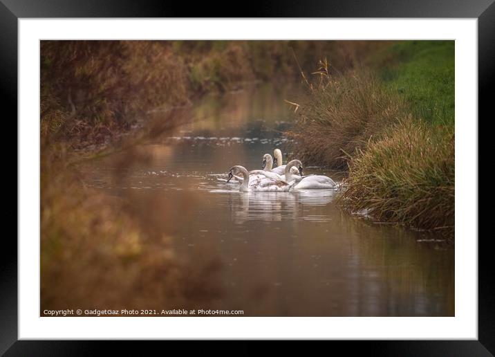 Swan family along the riverside Framed Mounted Print by GadgetGaz Photo