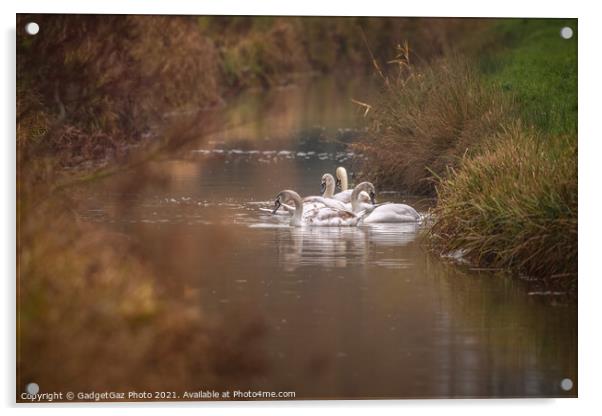 Swan family along the riverside Acrylic by GadgetGaz Photo