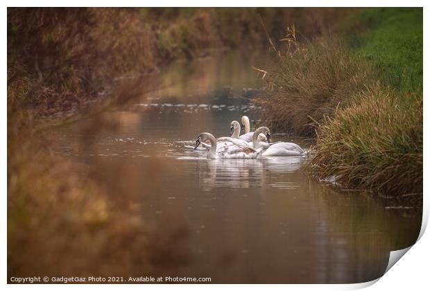Swan family along the riverside Print by GadgetGaz Photo