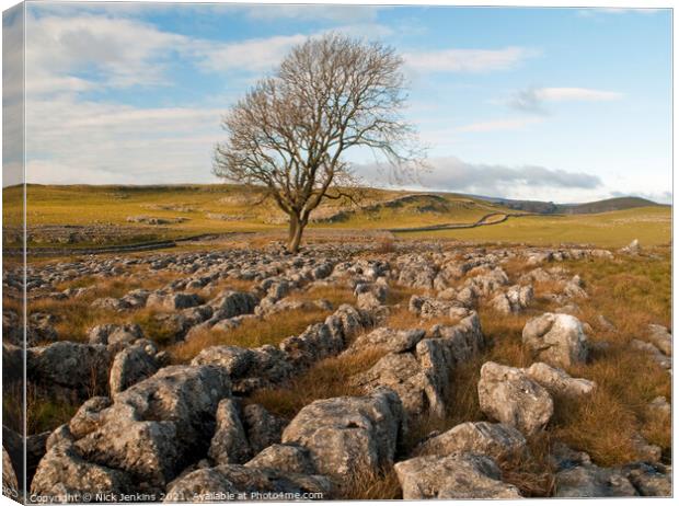 Solitary Tree above Malham Canvas Print by Nick Jenkins