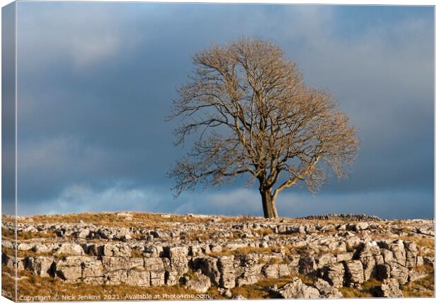 Solitary Tree above Malham Yorks Dales Canvas Print by Nick Jenkins