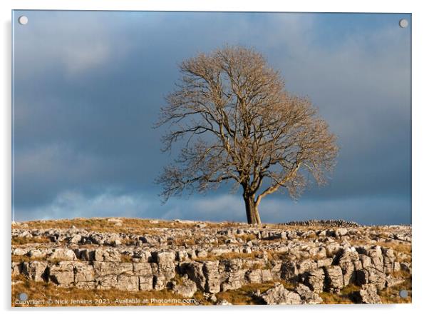 Solitary Tree above Malham Yorks Dales Acrylic by Nick Jenkins