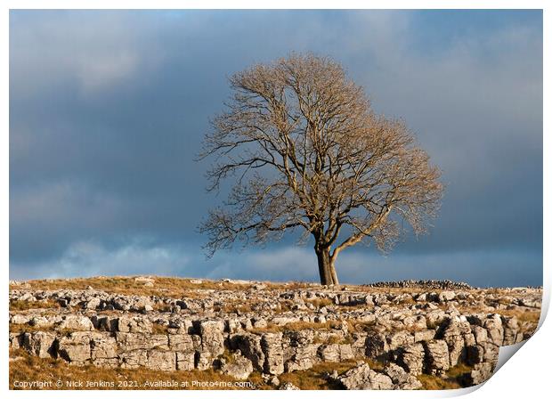 Solitary Tree above Malham Yorks Dales Print by Nick Jenkins