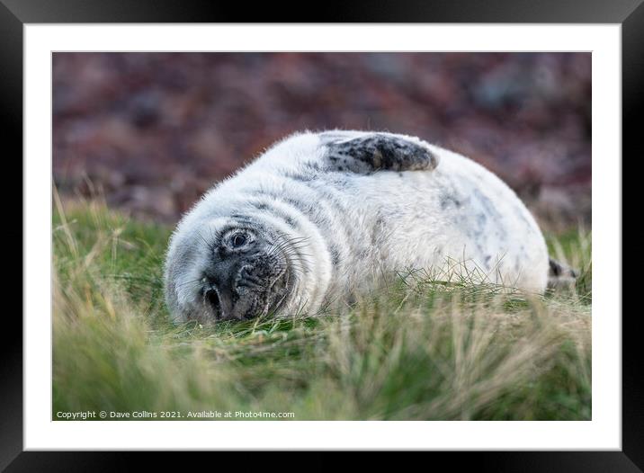 Young Seal resting on a grass beach at St Abbs Head, Scotland Framed Mounted Print by Dave Collins