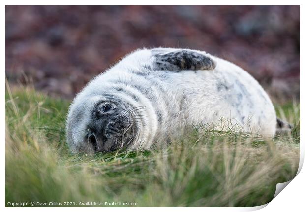 Young Seal resting on a grass beach at St Abbs Head, Scotland Print by Dave Collins