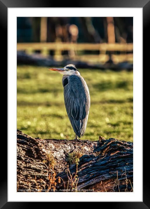 Heron watching Framed Mounted Print by Ben Delves