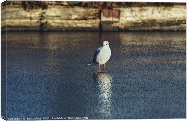 Seagull on the ice Canvas Print by Ben Delves