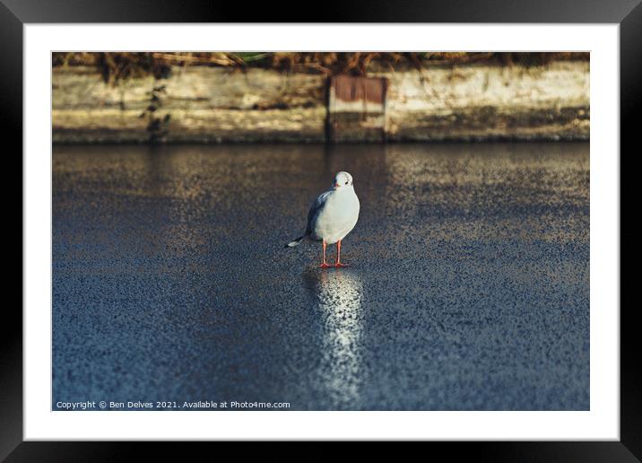 Seagull on the ice Framed Mounted Print by Ben Delves