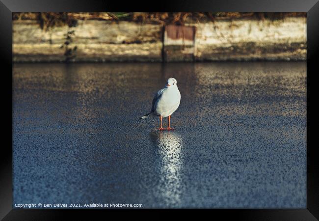 Seagull on the ice Framed Print by Ben Delves