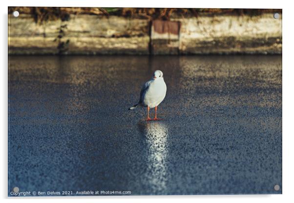 Seagull on the ice Acrylic by Ben Delves