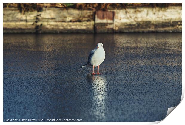 Seagull on the ice Print by Ben Delves
