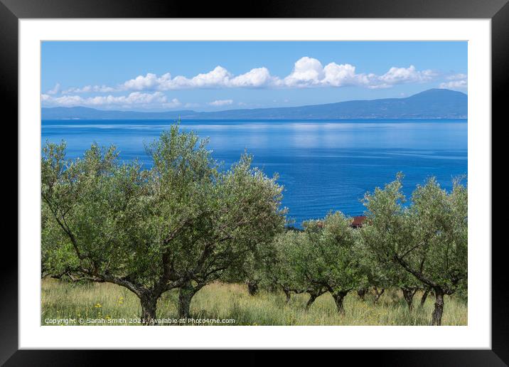 Olive Grove Near Kalamata in Greece Framed Mounted Print by Sarah Smith