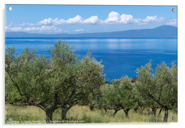 Olive Grove Near Kalamata in Greece Acrylic by Sarah Smith