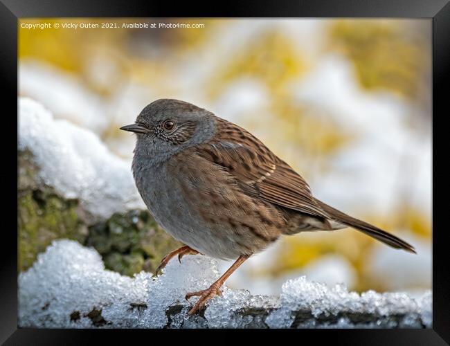 Dunnock standing in the snow Framed Print by Vicky Outen