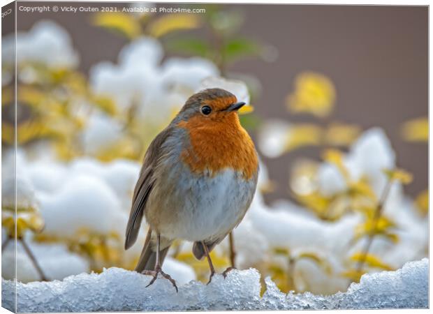 Robin standing on the snow Canvas Print by Vicky Outen
