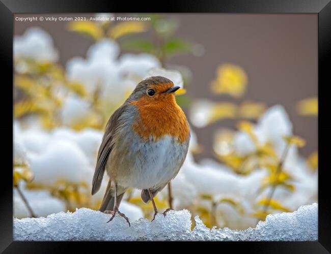Robin standing on the snow Framed Print by Vicky Outen