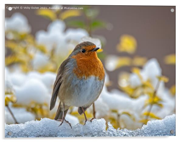 Robin standing on the snow Acrylic by Vicky Outen