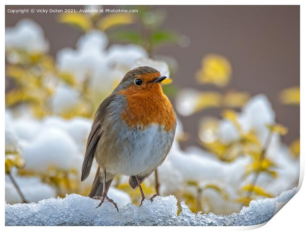 Robin standing on the snow Print by Vicky Outen