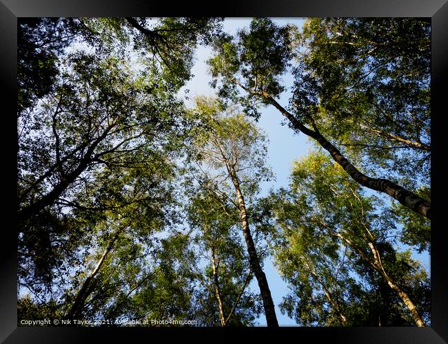 Looking up Framed Print by Nik Taylor