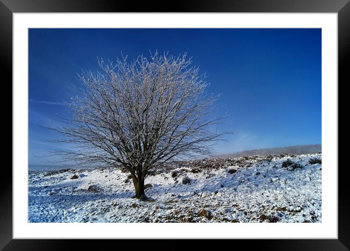 Lone tree on Lawrence Field Framed Mounted Print by Darren Galpin