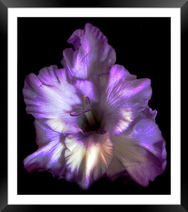 Purple Gladioli Framed Mounted Print by Karen Martin