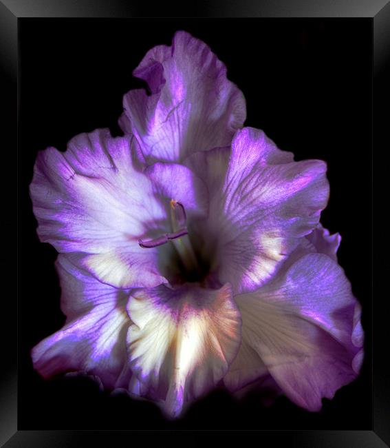 Purple Gladioli Framed Print by Karen Martin