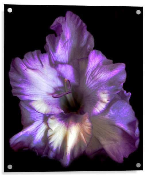 Purple Gladioli Acrylic by Karen Martin