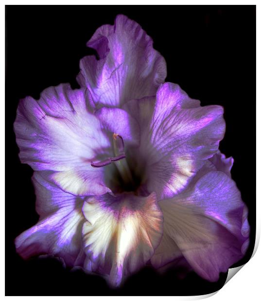 Purple Gladioli Print by Karen Martin